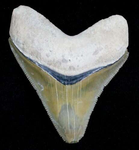 Very Glossy Bone Valley Megalodon Tooth #5641